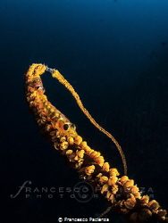 [:b:]Whip Coral Gobies[:/b:] 
Taken with FishEye lens an... by Francesco Pacienza 